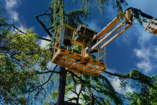 Best Storm Damage Tree Cleanup  in Willits, CA